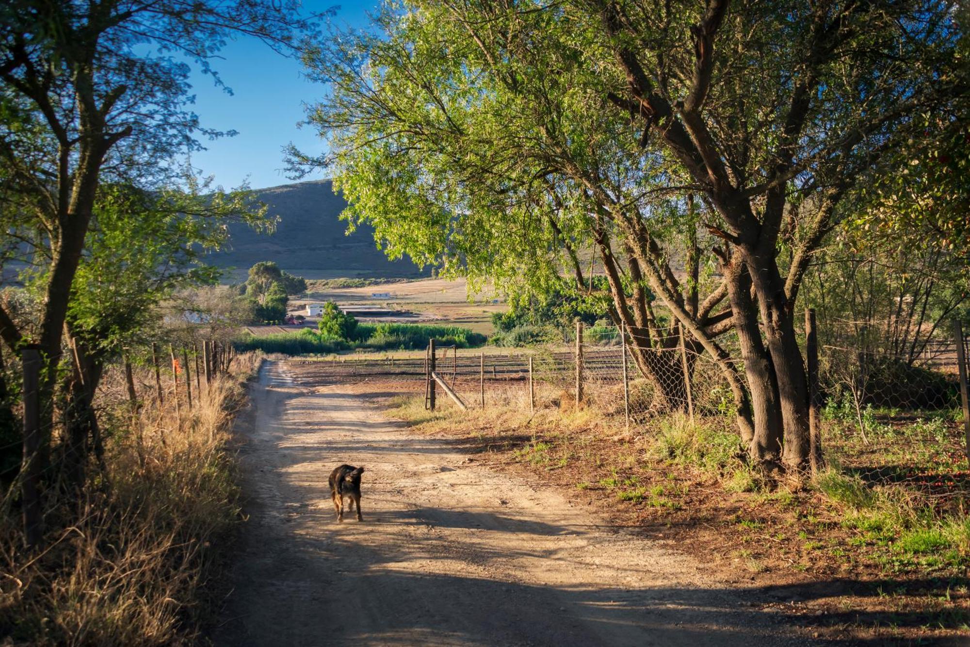Hostal Blue Cow Barn - Boutique Farm Barrydale Exterior foto
